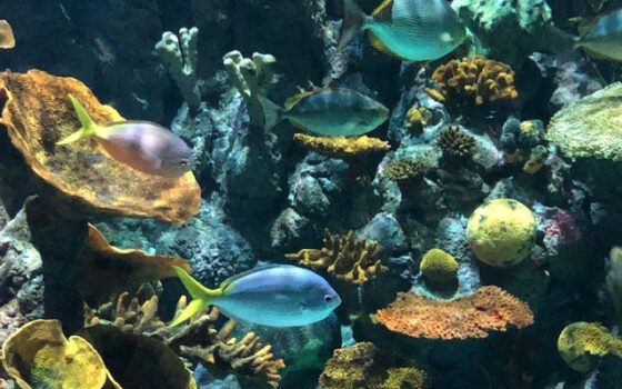 The Deep Fish Tank